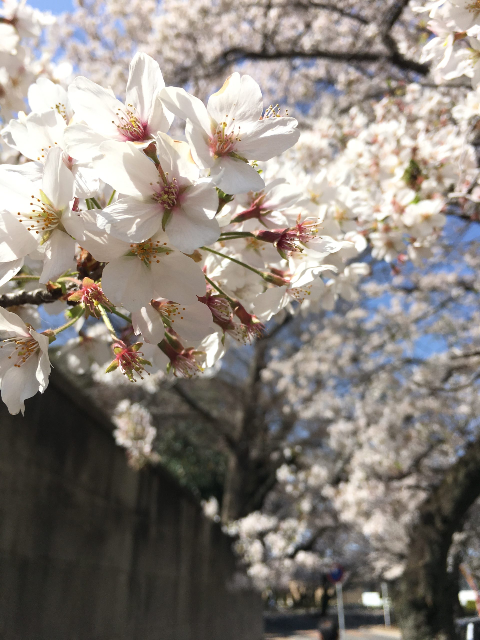 受験生へメッセージ 鈴木先生 東進衛星予備校 柏駅西口校